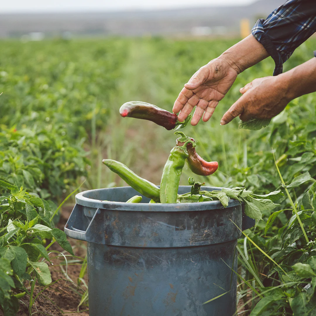 Pre-Order | Fresh Hatch Red & Green Chile Blend “Pinto” Peppers (Medium - Hot) | Hatch, New Mexico - Image 3