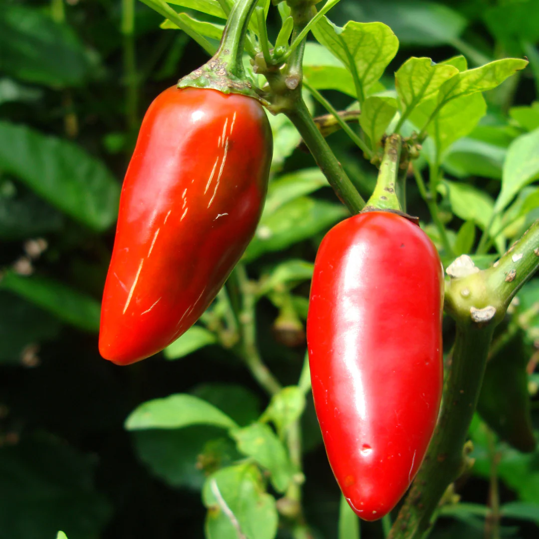 Fresh Hatch Red Jalapeño Peppers | Fully Ripened and Grown in Hatch, New Mexico - Image 2