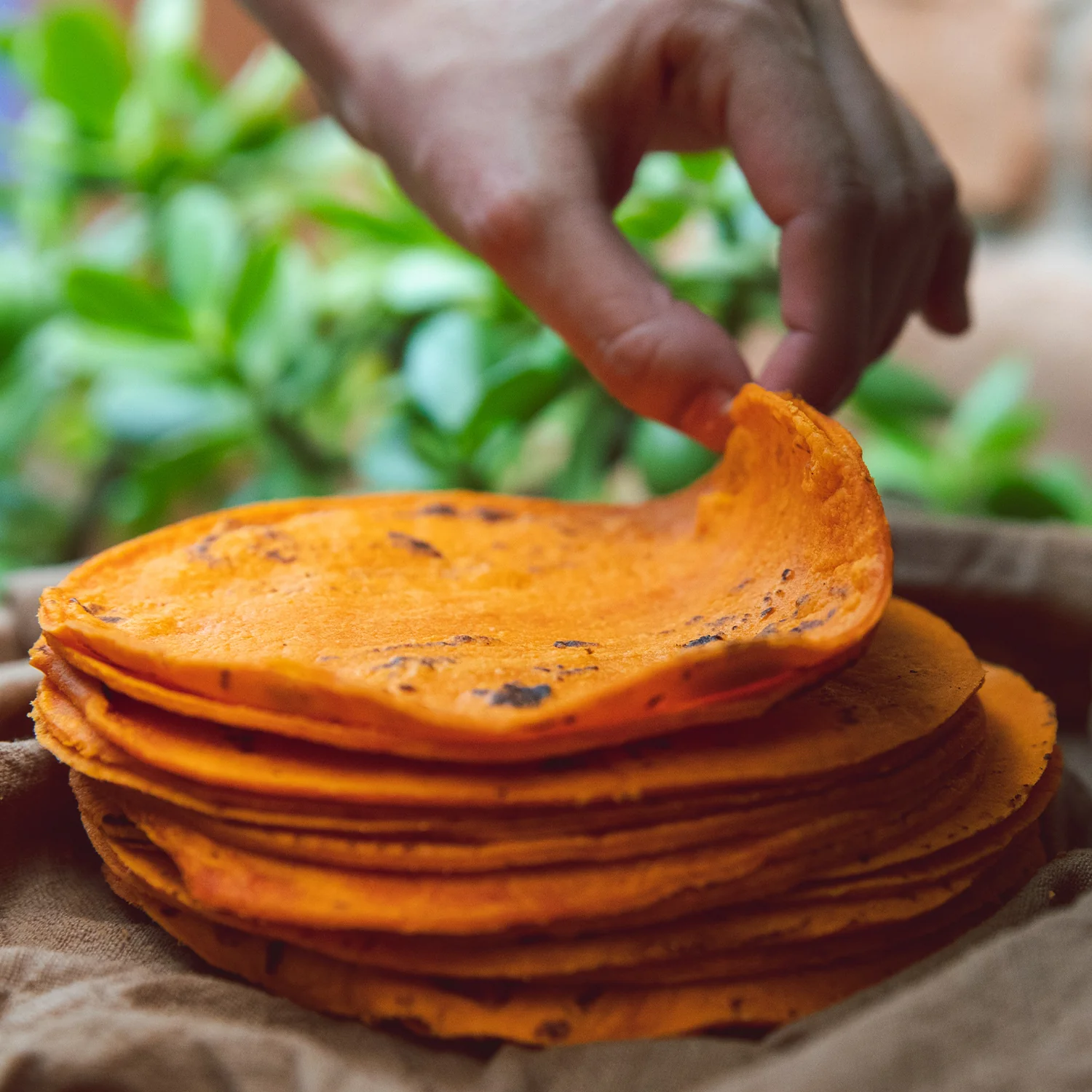 Hatch Red Chile Corn Tortillas - Image 6
