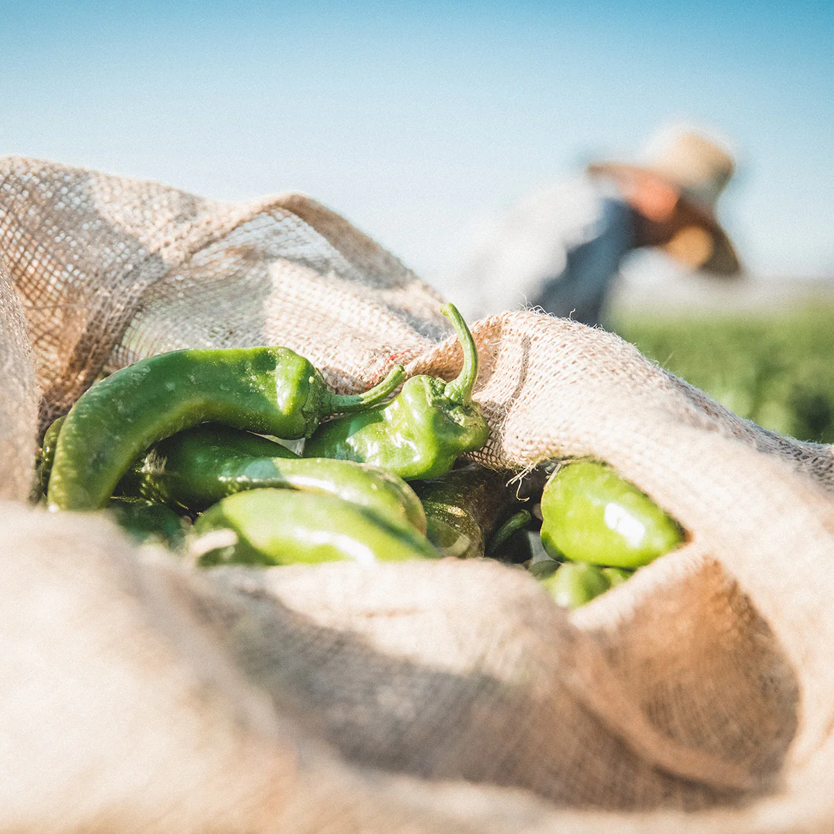 Pre-Order | Fresh Hatch Green Chile Peppers (Hot) – G76 & Sandia Varieties - Image 3