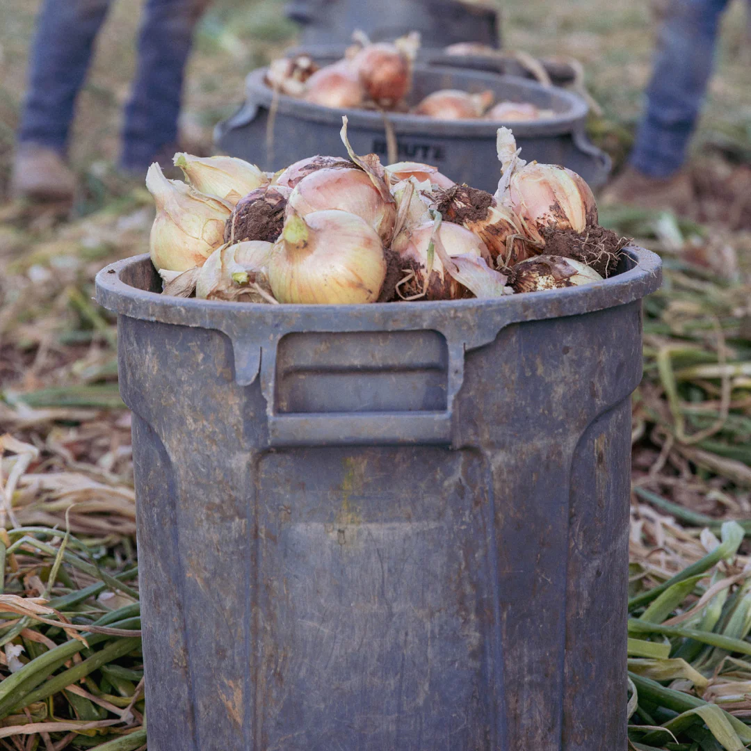 Fresh NuMex Sweet Onions from Hatch, New Mexico – 10lb Box - Image 4