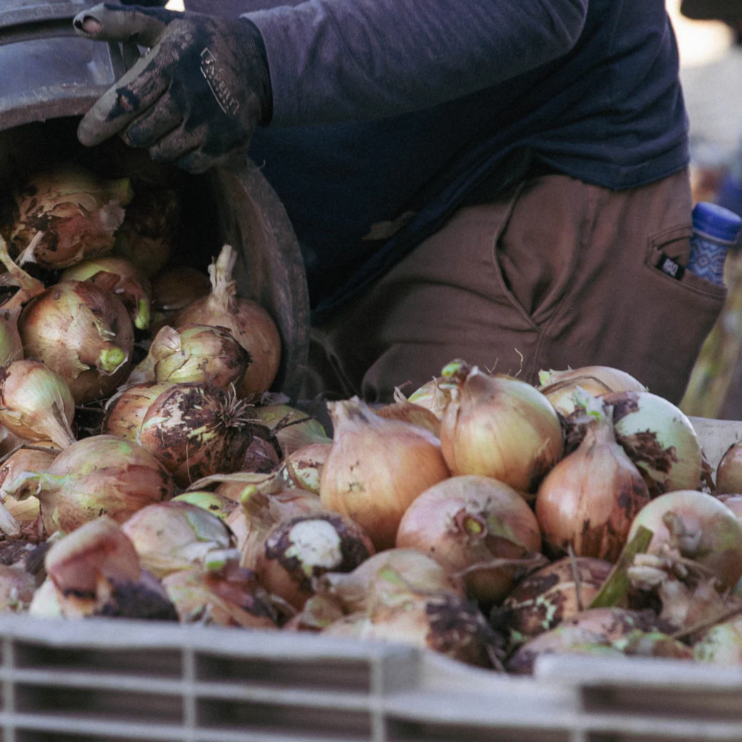 Fresh NuMex Sweet Onions from Hatch, New Mexico – 10lb Box - Image 5